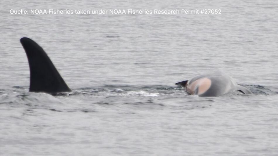 Herzzerreissende Bilder: Orca-Weibchen trauert um totes Kalb