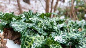 immergrüne bodendecker