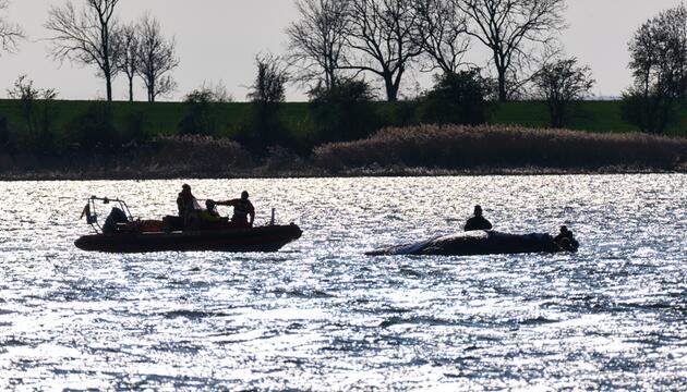 Rettungsteam und Wal
