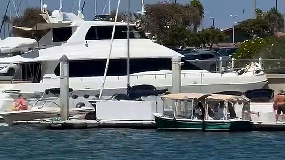 Jacht ausser Kontrolle: Besitzer steuert Boot in Kalifornien gezielt gegen Kaimauer