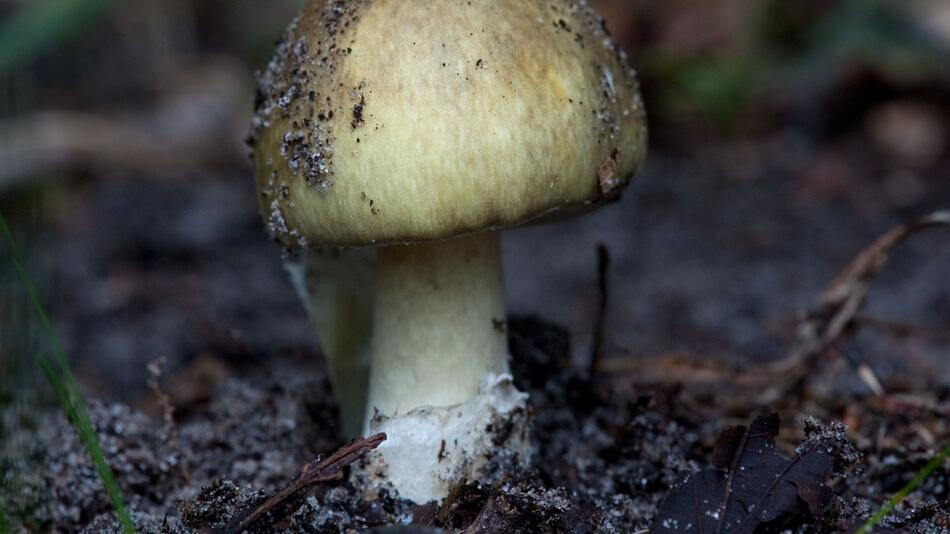 Grüner Knollenblätterpilz (Amanita phalloides)
