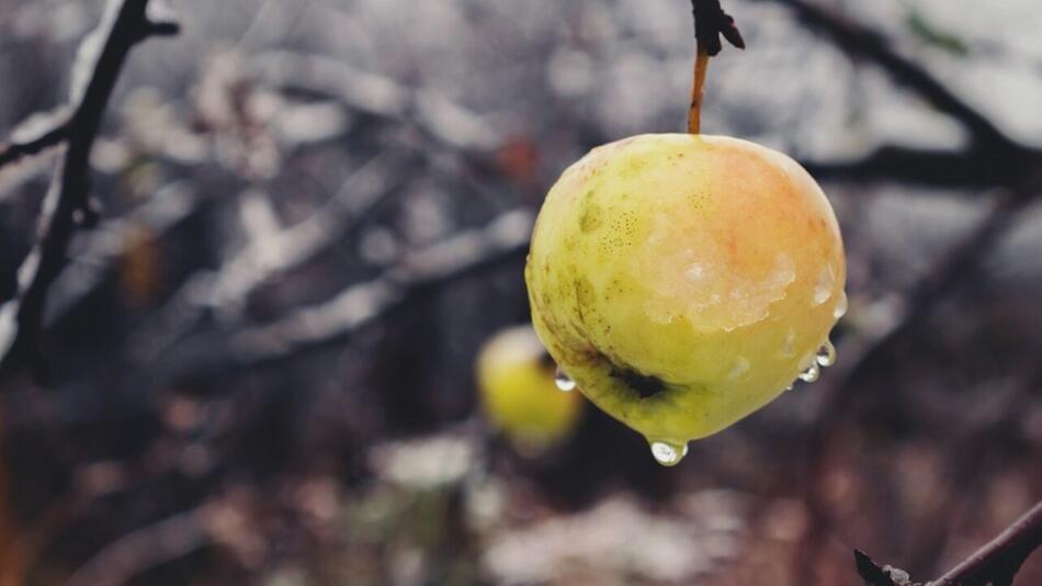 Apfel mit braunen Stellen