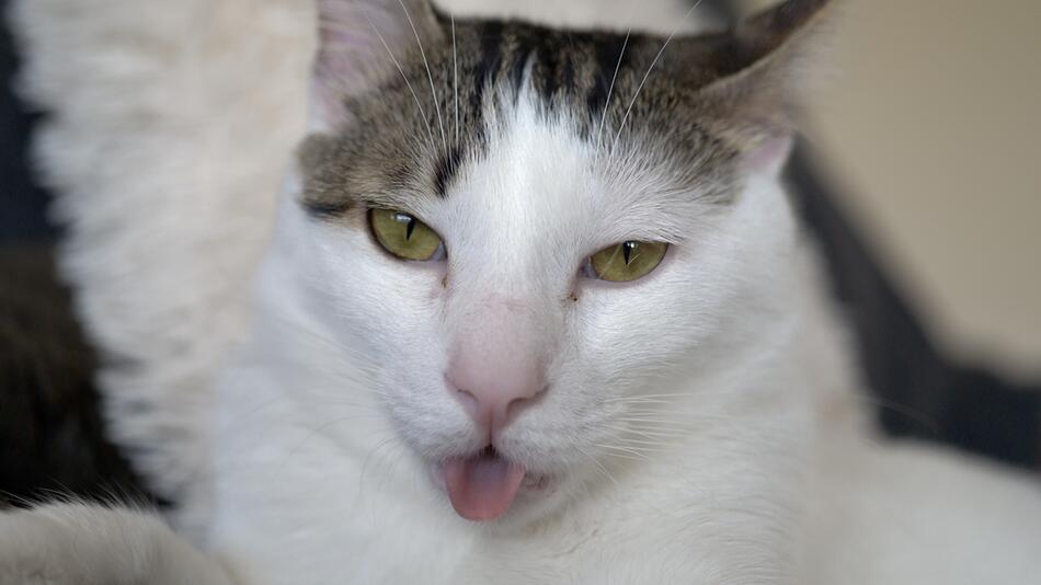Katze hechelt