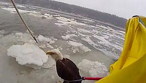 Verletzt auf Eisscholle: Polizisten in New York retten Weisskopfseeadler vom Hudson River