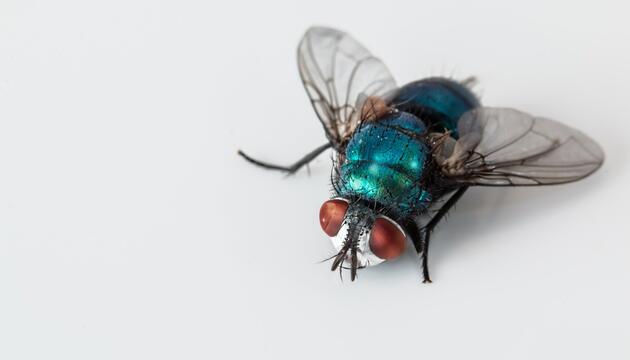 Fliegen vertreiben