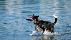 Hund spielt am See mit einer Frisbee-Scheibe