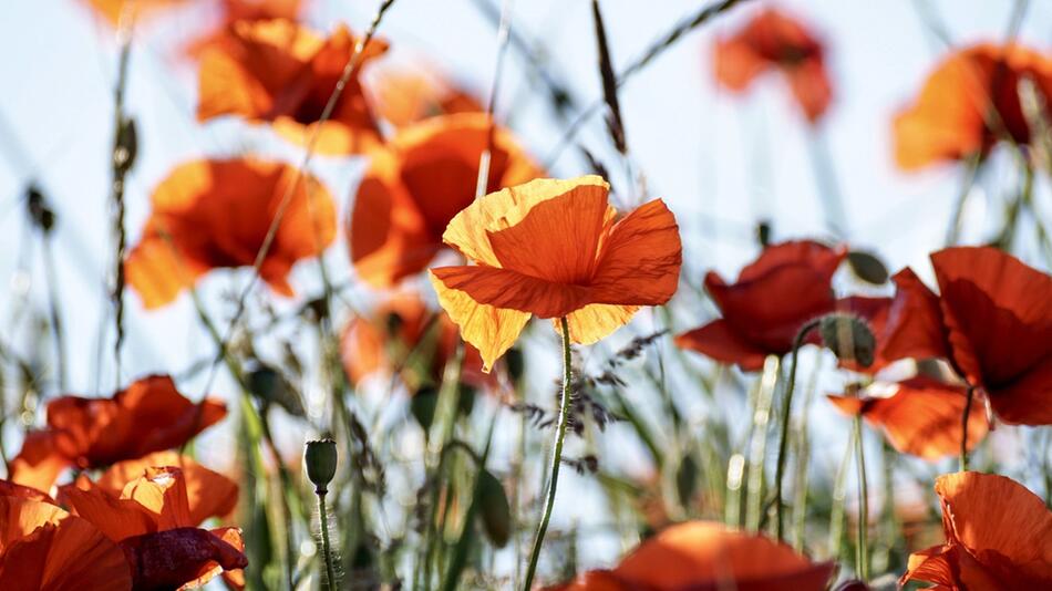 blumen selbstaussäend selbstaussäer
