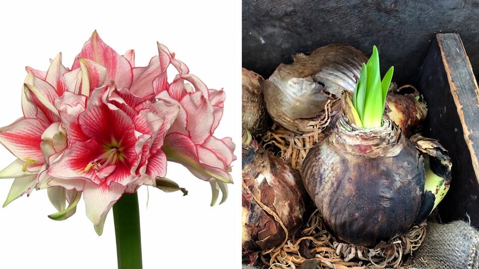 Amaryllis pflanzen: Mit diesen 4 Tipps blüht sie immer wieder