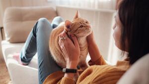 Katze, Haustiere, Haltung, Mythen