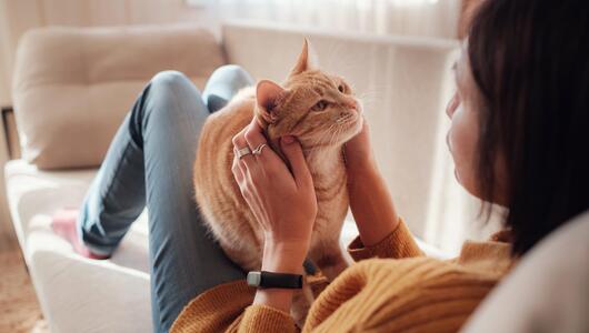 Katze, Haustiere, Haltung, Mythen