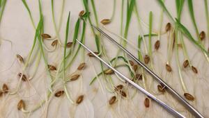 Forschung zu klimaresistenten Pflanzen