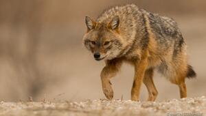 Dezimierung des Wolfes fördert rapide Ausbreitung des Goldschakal