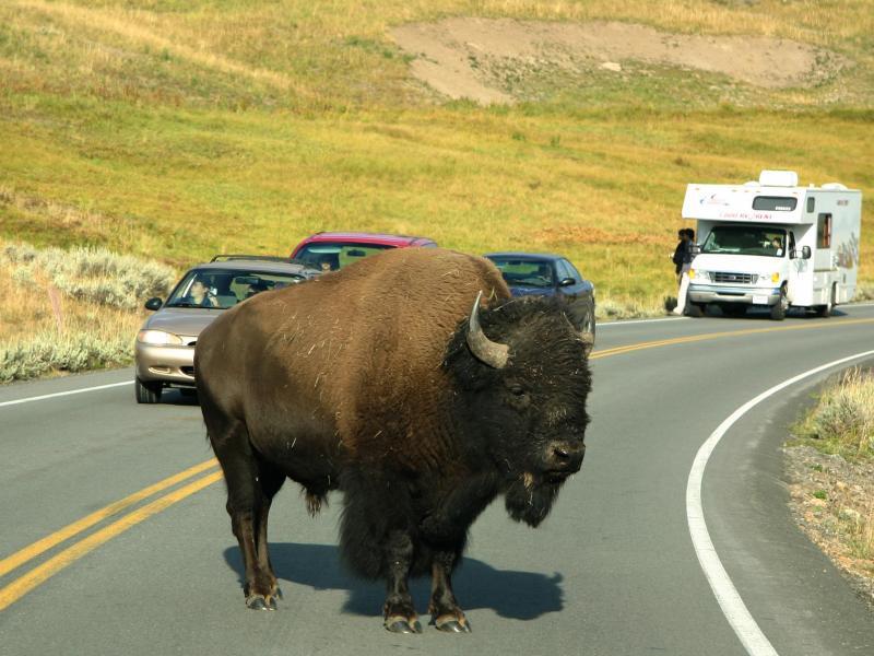 Bison auf der Strasse