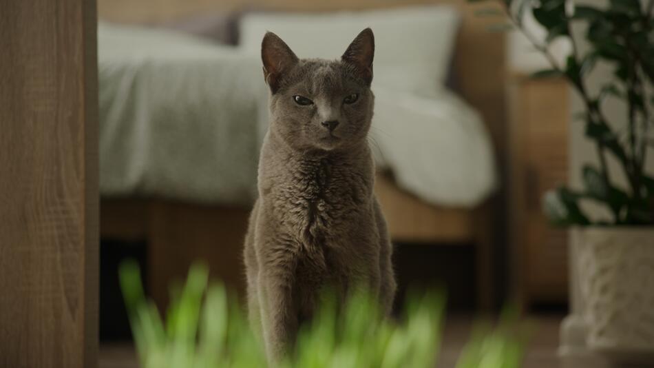 Katzen: Diese Rassen sind für Allergiker geeignet