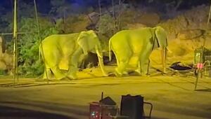 Keine echten Dickhäuter: Verkleidete Mitarbeiter spielen Elefanten in Freizeitpark