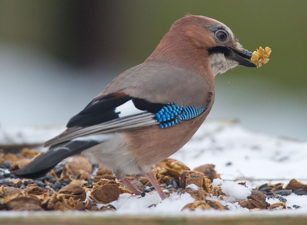 Vogelfütterung im Winter