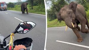 Vollgas rettet Leben: Motorradfahrer entkommt wütendem Elefanten