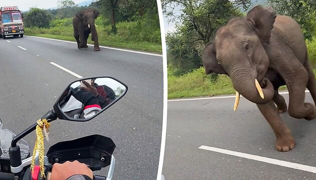 Vollgas rettet Leben: Motorradfahrer entkommt wütendem Elefanten
