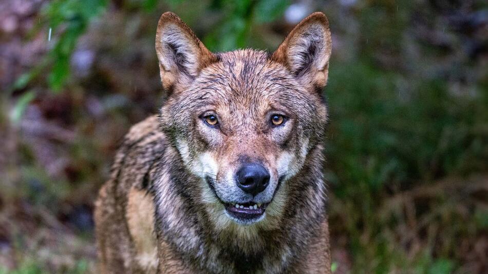 Wolf beisst Jungen in den Niederlanden und zerrt ihn in Wald
