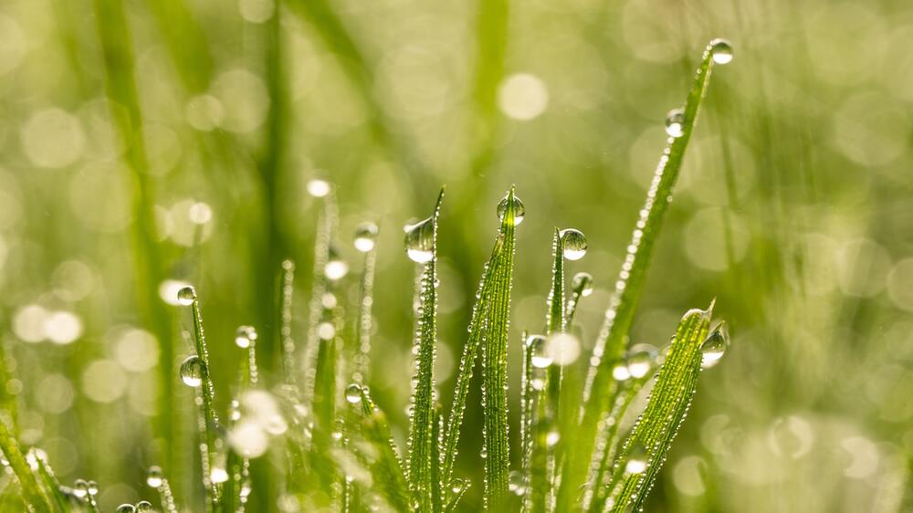 Wassertropfen hängen im Morgenlicht an Grashalmen