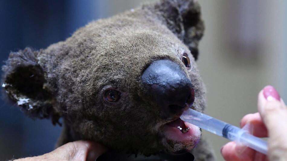 Koala, Australien, Ellenborough Lewis, Feuer, Brände, Krankenhaus, Port Macquarie