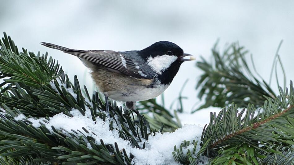 Gartenarbeit im Dezember