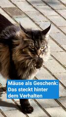 Mäuse als Geschenk? Das steckt hinter dem Verhalten der Katzen