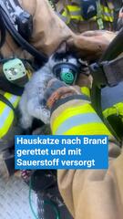 Hauskatze nach Brand gerettet und mit Sauerstoff versorgt
