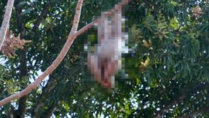 RÄTSEL: Welches Tier suchen wir? (Horizontal)