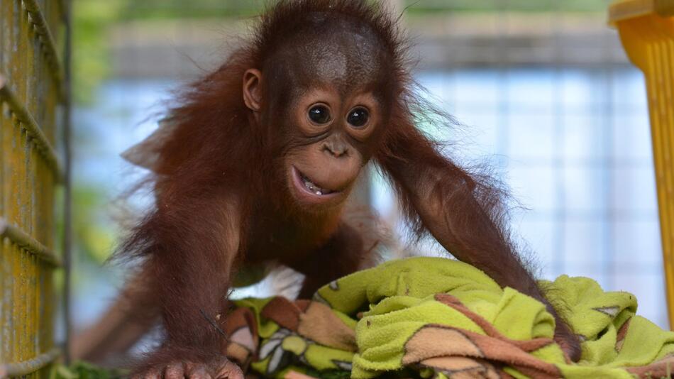 Orang-Utan-Babys auf Borneo gerettet