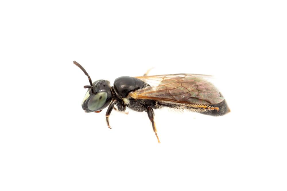 Seit 100 Jahren verschollene Bienenart "Pharohylaeus lactiferus" in Australien entdeckt