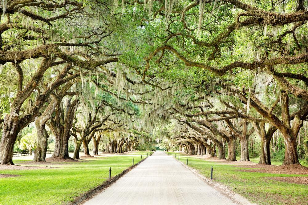 Eichenallee auf der Boone Hall Plantation