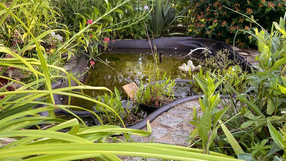 Miniteich in einem Garten