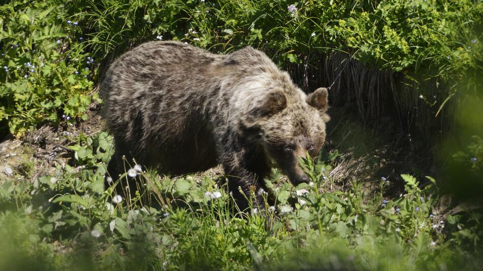 Braunbär in der Slowakei