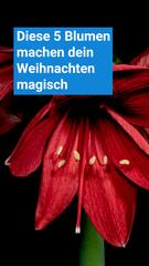 Korrektur! Diese 5 Blumen machen dein Weihnachten magisch