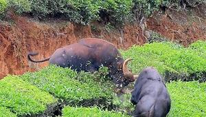 Mega-Rinder im Clinch: Gaur schubst Rivalen Hang hinunter