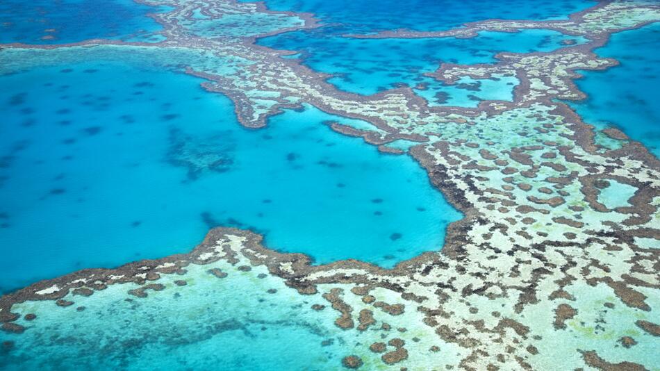 Great Barrier Reef, Korallen, Hitze, Klima