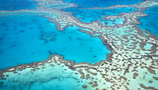 Great Barrier Reef, Korallen, Hitze, Klima