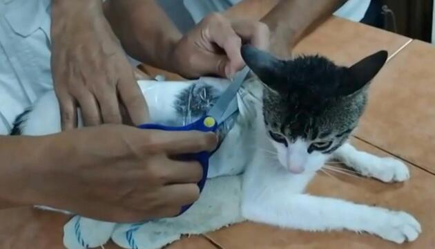 Katze als Drogenkurier in Costa Rica unterwegs