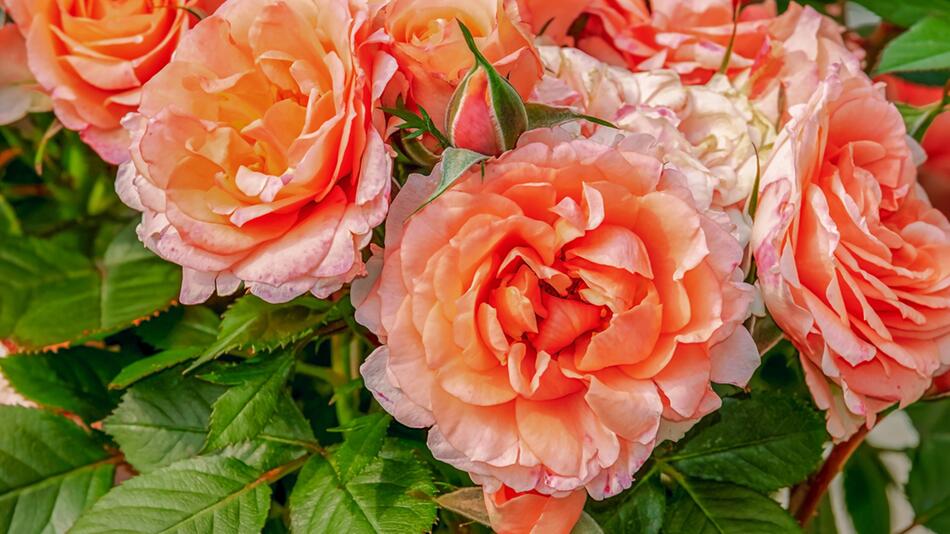 Rosen giessen