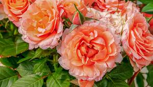 Rosen giessen