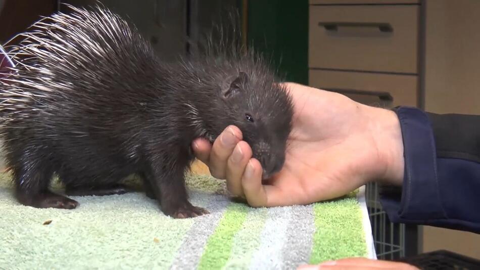 Stachlige Angelegenheit: Tierparkleiter zieht Stachelschwein-Baby gross