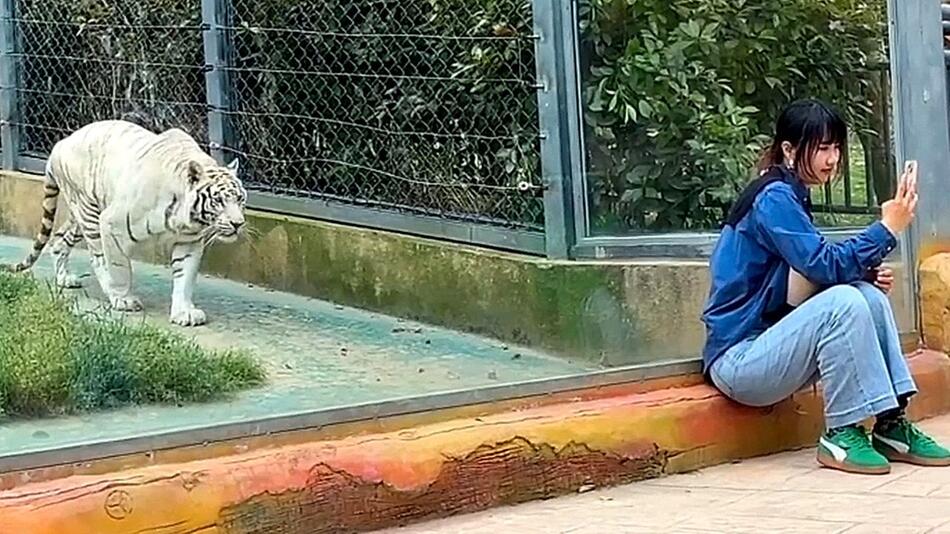 Bedrohung nähert sich unbemerkt: Tiger pirscht an Zoobesucherin heran