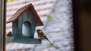 Im Frühling erwecken Vögel viele Gärten zum Leben.