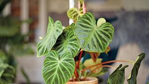 Der Philodendron Verrucosum