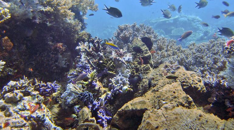 IUCN: 96 Prozent der Flachwasser-Korallenriffe stark bedroht