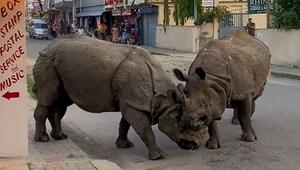 Horn gegen Horn: Zwei Nashörner liefern sich Kampf mitten auf der Strasse in Nepal