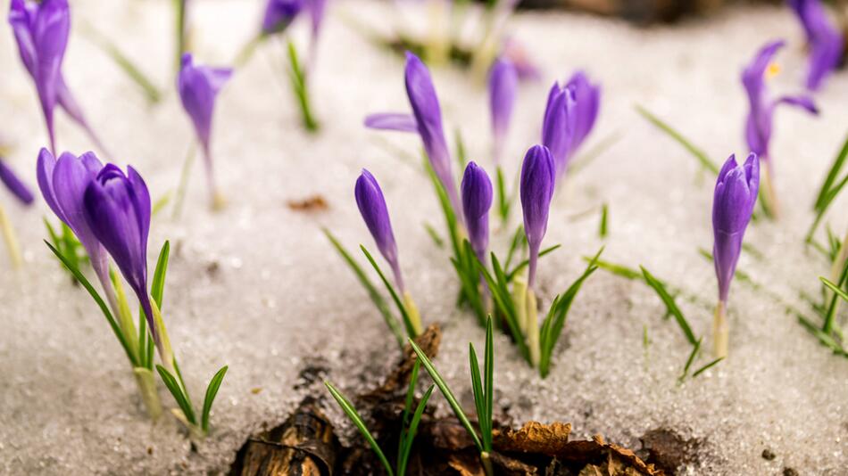 Garten im Winter: Was bedeutet eigentlich „winterhart bei Pflanzen?