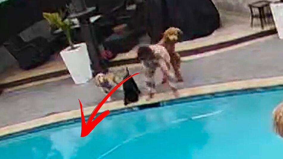 Goldendoodle gnadenlos: Hund schubst Frauchen in Pool