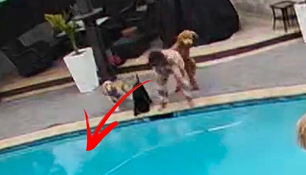 Goldendoodle gnadenlos: Hund schubst Frauchen in Pool